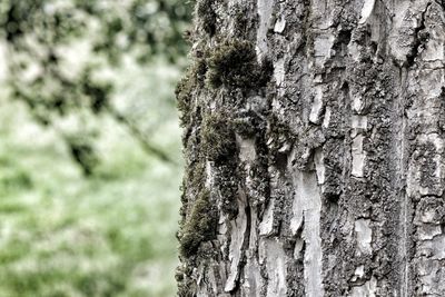 Close-up of lichen on tree trunk