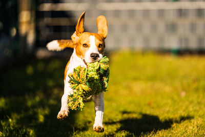 Beagle dog fun in garden outdoors run and jump with rope towards camera. active pet concept