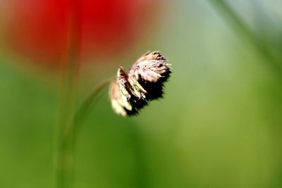 Close-up of insect on flower