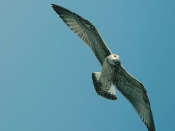 Low angle view of eagle flying against clear blue sky