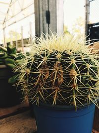 Close-up of cactus plant