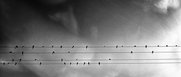 Low angle view of birds perching on power line