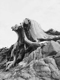 Low angle view of driftwood on land against clear sky