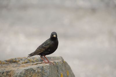 Close-up of bird perching on retaining wall