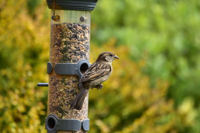 Close-up of bird perching on feeder