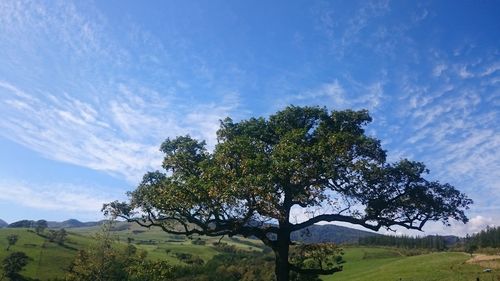 Trees on landscape against blue sky