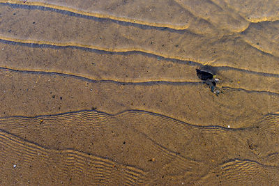 High angle view of lizard on sand