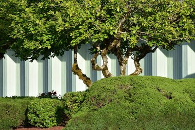 Trees and plants growing in yard against building