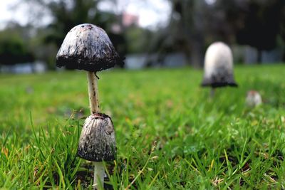Close-up of mushroom on grass
