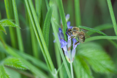 Close-up of insect on purple flower