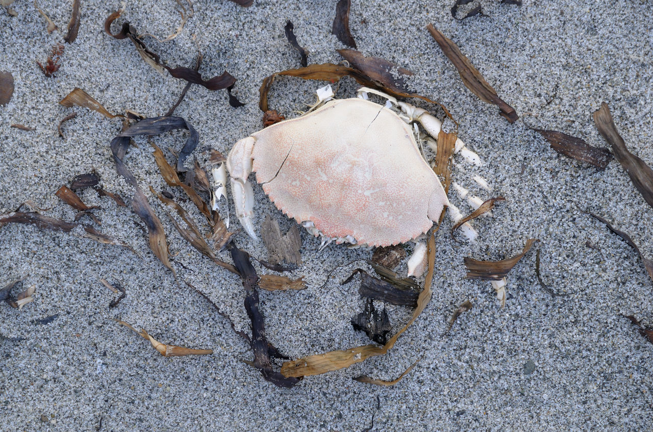 HIGH ANGLE VIEW OF CRAB ON BEACH