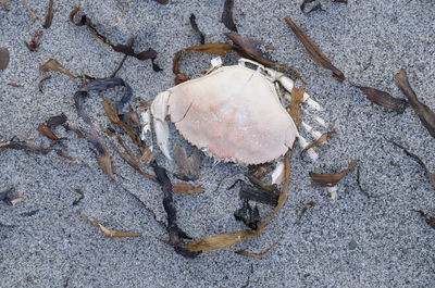 High angle view of crab on sand