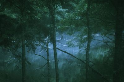 Trees in forest during foggy weather