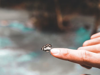 Close-up of human hand holding insect