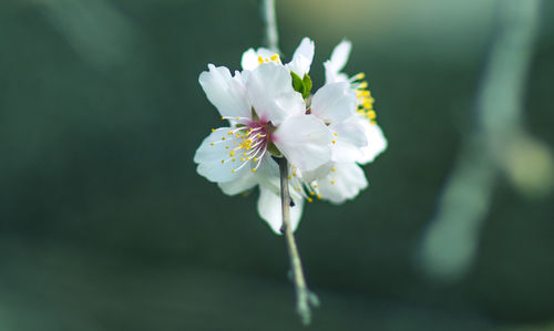 Close-up of white cherry blossom