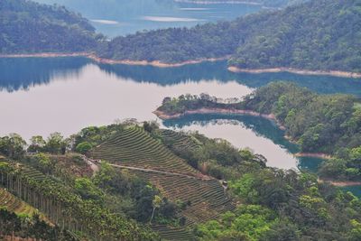 High angle view of rice paddy by lake