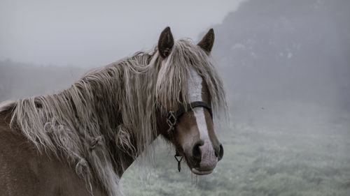 Close-up view of horse horse pony eyes snout in haze fog foggyhorse standing against sky