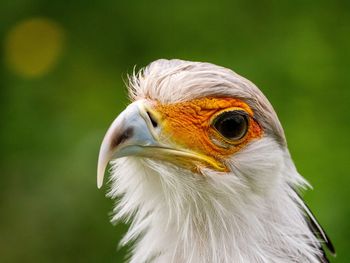 Close-up of a bird