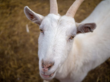 Close-up of a sheep