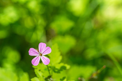 Close-up of pink flowering plant