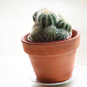 Close-up of succulent plant on table