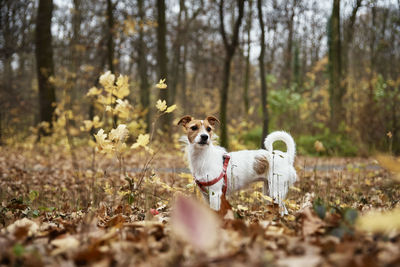 Dog walking in autumn park