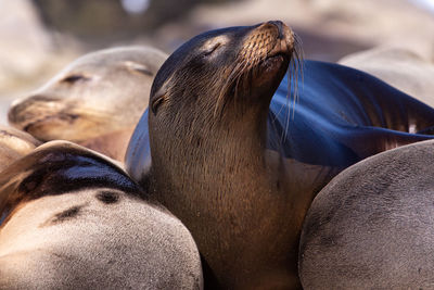 Close-up of sea lion