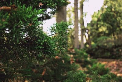 Close-up of fresh green plants in forest