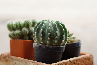 Close-up of succulent plant