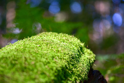 Close-up of moss growing on tree