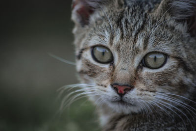 Close-up portrait of a cat