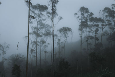 Trees in forest against sky