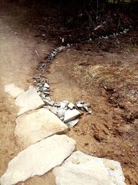 High angle view of lizard