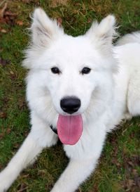 High angle portrait of white dog sticking out tongue