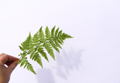 Fern leaf i