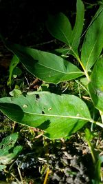 Close-up of insect on plant