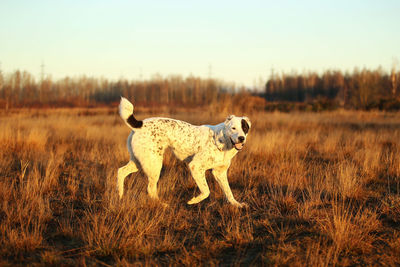 Dog resting on a field