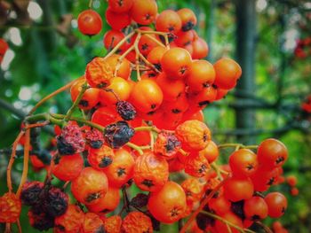 Close-up of berries growing on tree