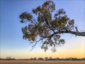 Tree on field against clear sky