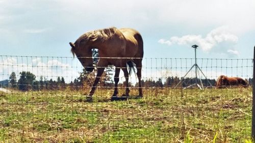 Horse standing on field in front of grass