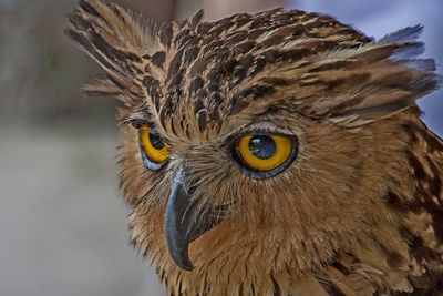 Close-up portrait of owl