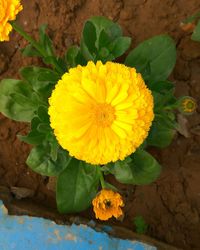 Close-up of yellow flower blooming outdoors