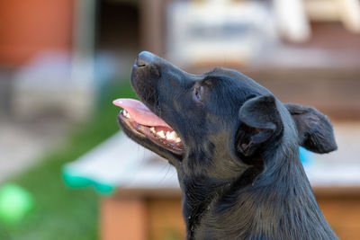 Close-up of a dog looking away