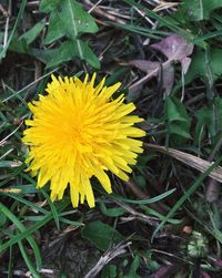 Close-up of yellow flowers