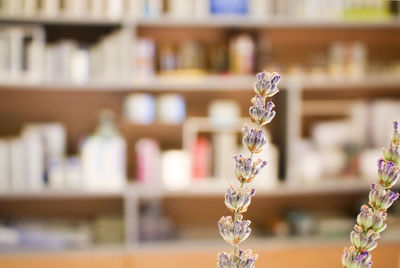 Close-up of flowering plant