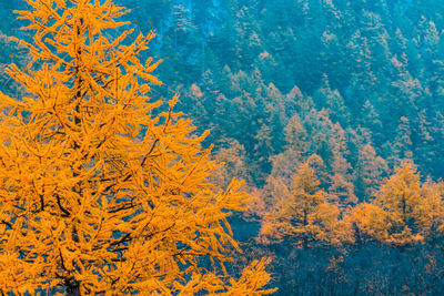 Low angle view of tree