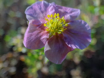 Close-up of purple flower