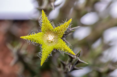 Close-up of yellow flowering plant