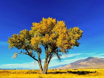 Tree on field against sky