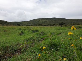 Scenic view of grassy field against sky